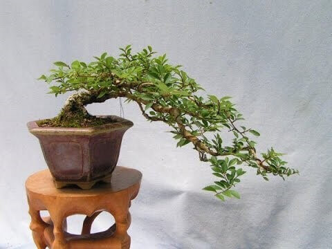 sung bonsai mini
