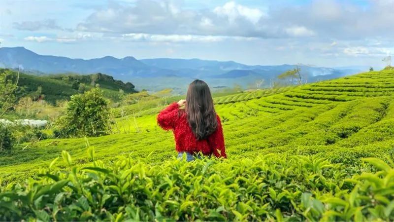 Đồi chè Cầu Đất nổi tiếng với những luống chè xanh trải dài giữa vùng đồi núi
