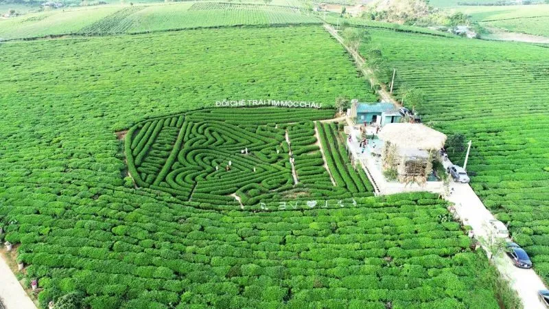 Đồi chè trái tim là hình ảnh quen thuộc trong các bài viết về Mộc Châu